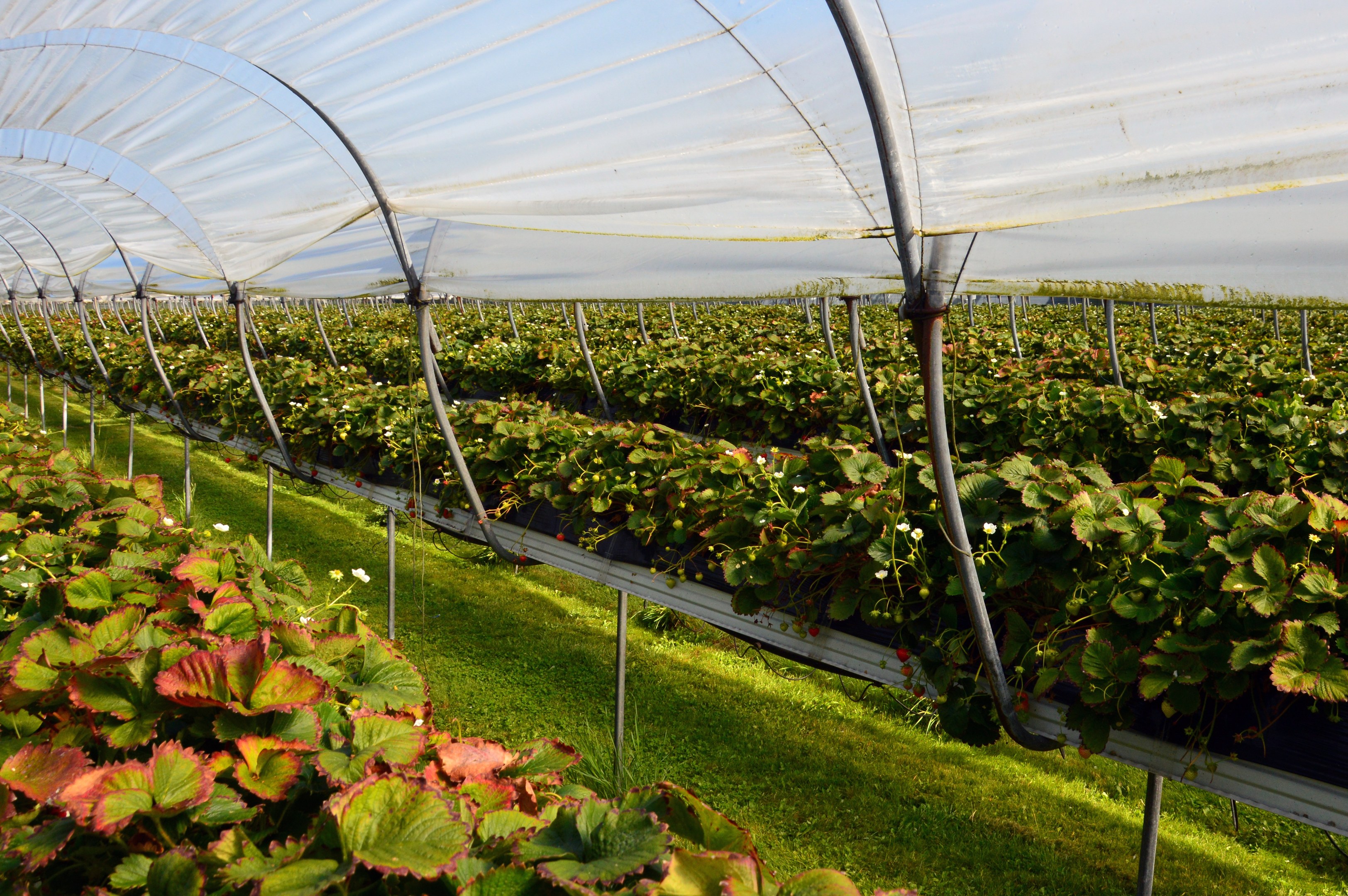 Gewächshaus voller Erdbeerpflanzen, grüner Rasen am Boden und ein klarer blauer Himmel darüber.