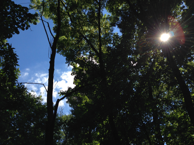 Hell leuchtet die Sonne durch einen dichten Wald aus hohen Bäumen und erhellt den Himmel.