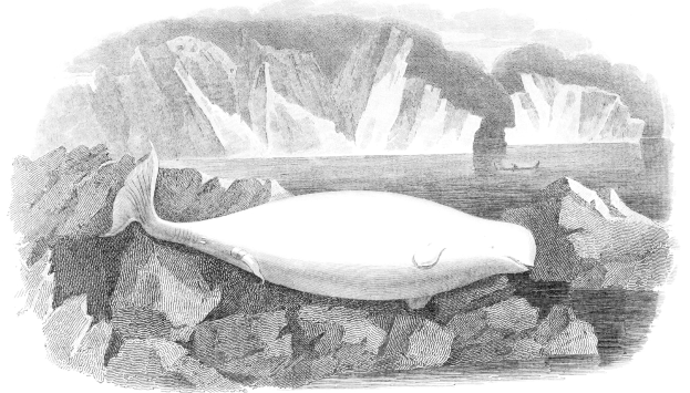 Eine Schwarz-Weiß-Zeichnung eines Wals, der auf einem Felsen in eisigen Gewässern ruht, mit Eisbergen im Hintergrund und Text unten.