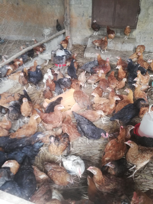 Große Gruppe von Hennen in einem Maschendrahtzaun mit einer Wand und einer Tür im Hintergrund, einschließlich eines Eimers mit Hühnern auf der rechten Seite.