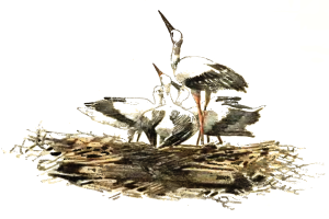 Ein detailliertes Bild von zwei Storken, die auf einem Nest aus Zweigen und Gras stehen, vor einem weißen Hintergrund.