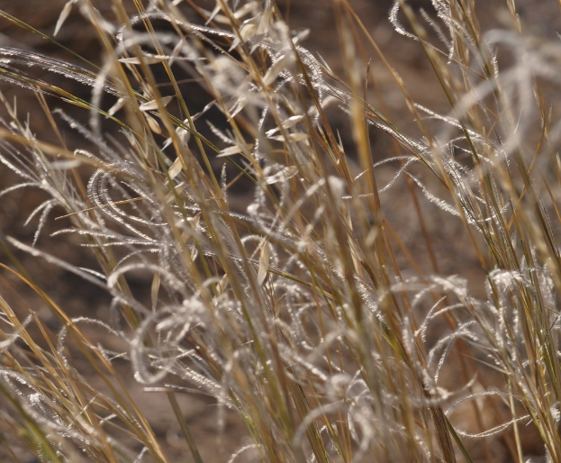 Trockenes Gras in einem Bild.