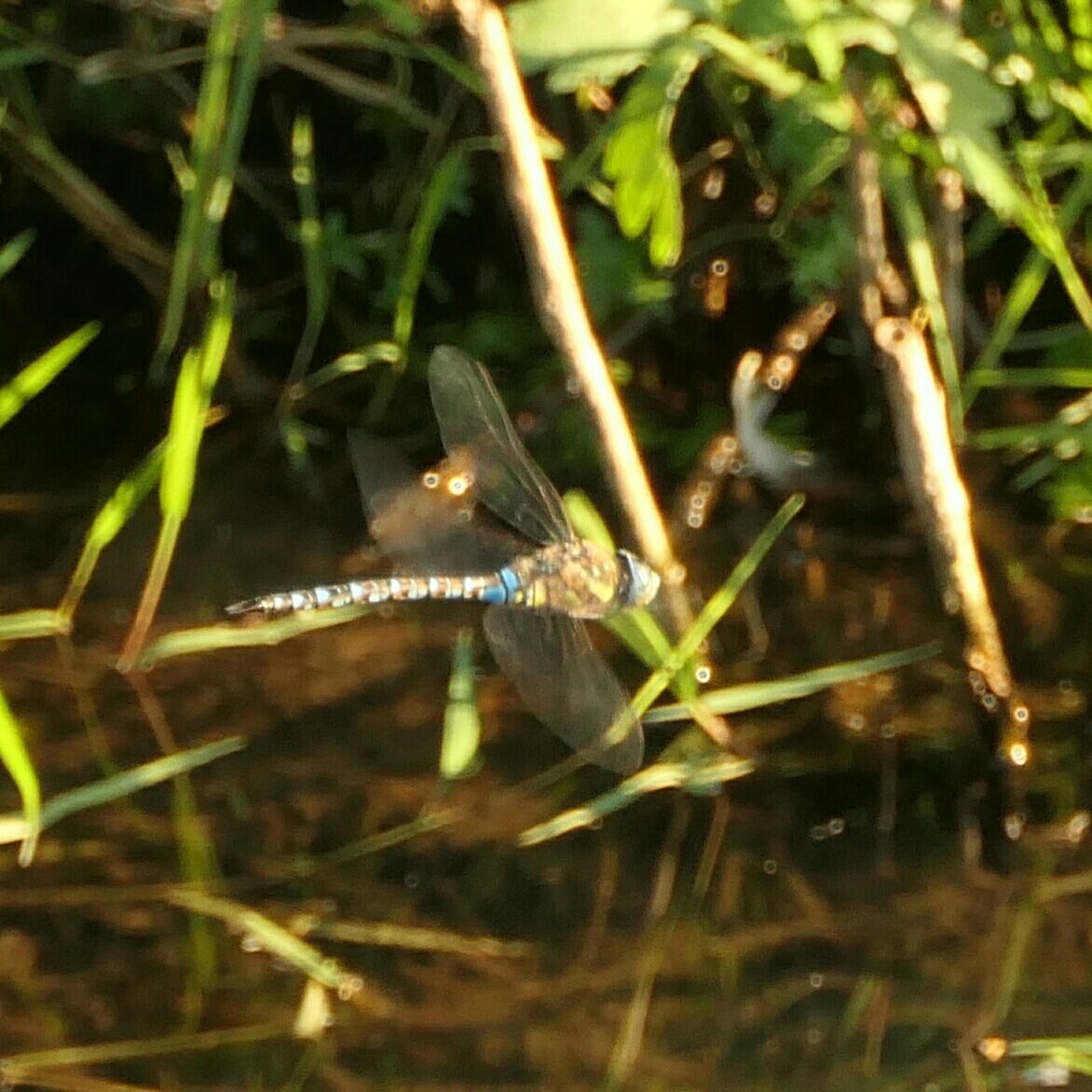 Eine Libelle in der Luft über einem Gewässer mit grünen Pflanzen im Hintergrund.