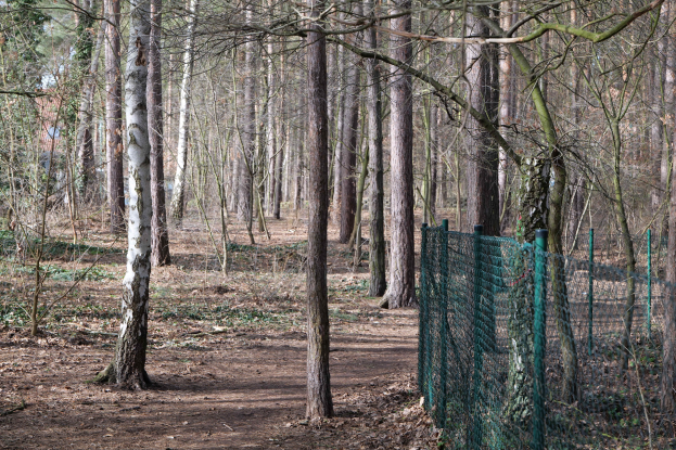 Ein gewundener Pfad durch einen dichten Wald mit hohen Bäumen und einer grünen Einfriedung auf der rechten Seite.