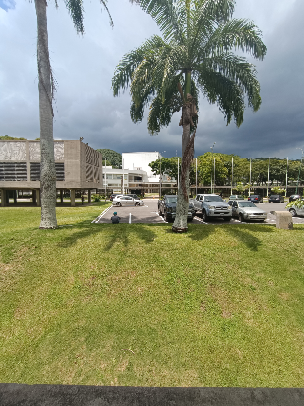 Ein Parkplatz voller Autos, umgeben von grünem Gras und Palmen, mit Gebäuden und Polen im Hintergrund unter einem klaren blauen Himmel.