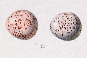 Eine Zeichnung von zwei gesprenkelten Eiern auf einem weißen Hintergrund mit früh 20. Jahrhundert-Text.