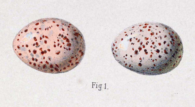 Eine Zeichnung von zwei gesprenkelten Eiern auf einem weißen Hintergrund mit früh 20. Jahrhundert-Text.