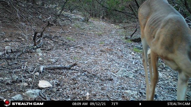Ein Reh, das auf einem Schotterweg durch einen bewaldeten Bereich läuft, umgeben von Steinen, Zweigen und Bäumen, mit Text unten, der 'Stealth Cam - Hirschjagd in Texas' liest.