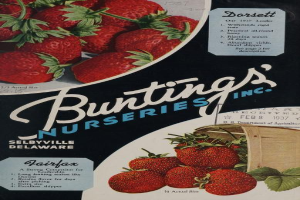 Eine Werbung aus dem Jahr 1937 für Bunting's Nurseries, Inc. mit einem überquellenden Korb voller reifer, roter Erdbeeren und dem Namen des Unternehmens in weißer Schrift, vor einem dezenten Farbkonzept aus Blauen, Grünen und Gelben.
