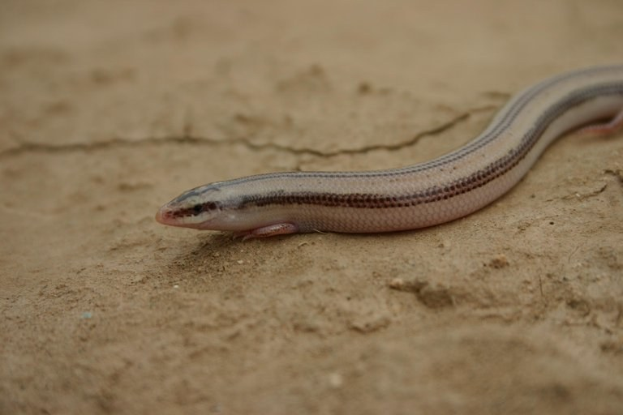 Ein kleiner blinder Wurm mit hellbraunem Körper und dunkleren braunen Streifen, schwarzen Augen und zuckender Zunge auf Erde.