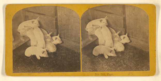 Schwarzes und weißes Foto von Schweinen in einem Stall mit einer Wand und Gras im Hintergrund, mit Text unten.