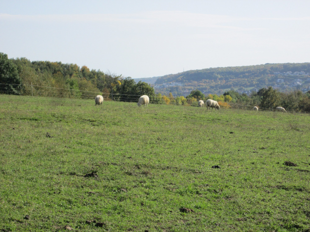POL-BO: High Noon in Herbede: Showdown zwischen Hund, Schaf und Sheriff